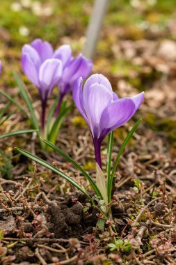 Saint Gallen, İsviçre, 21 Mart 2025 Botanik Bahçesinde Crocus çiçekleri