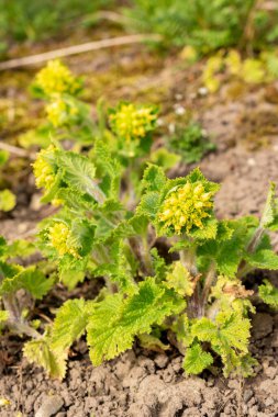 Saint Gallen, İsviçre, 21 Mart 2025 Scrophularia Vernalis Botanik Bahçesi