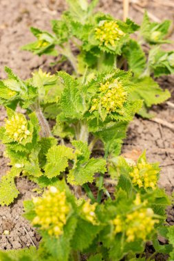 Saint Gallen, İsviçre, 21 Mart 2025 Scrophularia Vernalis Botanik Bahçesi