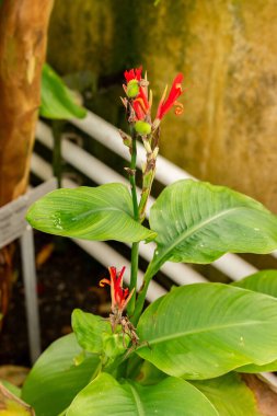 Saint Gallen, İsviçre, 21 Mart 2025 Canna Edulis veya botanik bahçesindeki Afrikalı ok bitkisi