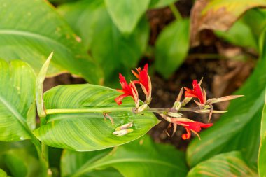 Saint Gallen, İsviçre, 21 Mart 2025 Canna Edulis veya botanik bahçesindeki Afrikalı ok bitkisi