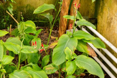 Saint Gallen, İsviçre, 21 Mart 2025 Canna Edulis veya botanik bahçesindeki Afrikalı ok bitkisi