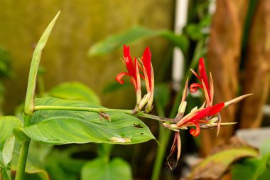 Saint Gallen, İsviçre, 21 Mart 2025 Canna Edulis veya botanik bahçesindeki Afrikalı ok bitkisi