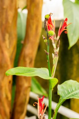 Saint Gallen, İsviçre, 21 Mart 2025 Canna Edulis veya botanik bahçesindeki Afrikalı ok bitkisi