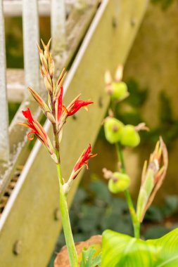 Saint Gallen, İsviçre, 21 Mart 2025 Canna Edulis veya botanik bahçesindeki Afrikalı ok bitkisi