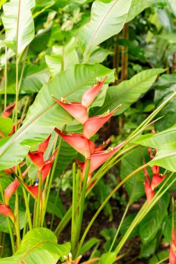 Saint Gallen, İsviçre, 21 Mart 2025 Heliconia Stricta bitkisi botanik bahçesinde