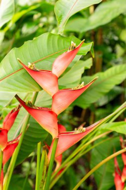 Saint Gallen, İsviçre, 21 Mart 2025 Heliconia Stricta bitkisi botanik bahçesinde