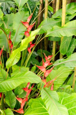 Saint Gallen, İsviçre, 21 Mart 2025 Heliconia Stricta bitkisi botanik bahçesinde