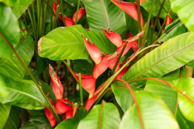 Saint Gallen, İsviçre, 21 Mart 2025 Heliconia Stricta bitkisi botanik bahçesinde