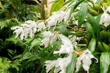 Saint Gallen, İsviçre, 21 Mart 2025 Coelogyne Cristata bitkisi botanik bahçesinde.