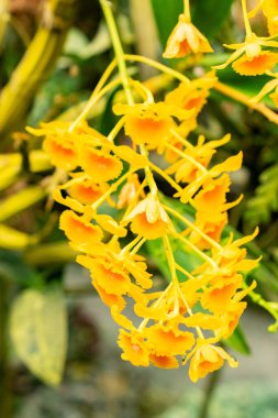 Saint Gallen, İsviçre, 21 Mart 2025 Botanik Bahçesindeki Dendrobium Chrysotoxum fabrikası