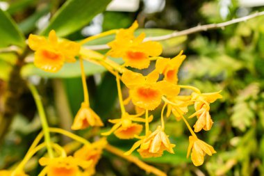Saint Gallen, İsviçre, 21 Mart 2025 Botanik Bahçesindeki Dendrobium Chrysotoxum fabrikası