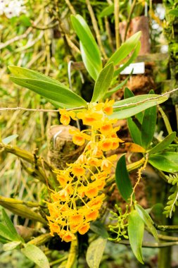 Saint Gallen, İsviçre, 21 Mart 2025 Botanik Bahçesindeki Dendrobium Chrysotoxum fabrikası