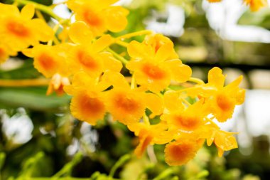 Saint Gallen, İsviçre, 21 Mart 2025 Botanik Bahçesindeki Dendrobium Chrysotoxum fabrikası