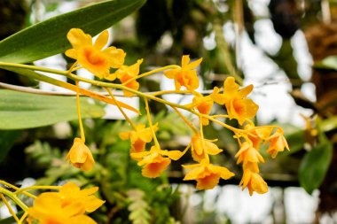 Saint Gallen, İsviçre, 21 Mart 2025 Botanik Bahçesindeki Dendrobium Chrysotoxum fabrikası