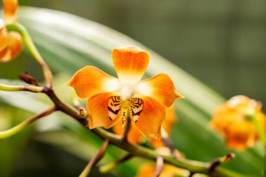 Saint Gallen, İsviçre, 21 Mart 2025 Botanik Bahçesindeki Neomoorea Wallisii bitkisi