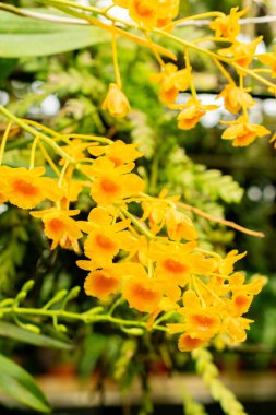 Saint Gallen, İsviçre, 21 Mart 2025 Botanik Bahçesindeki Dendrobium Chrysotoxum fabrikası