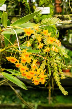 Saint Gallen, İsviçre, 21 Mart 2025 Botanik Bahçesindeki Dendrobium Chrysotoxum fabrikası