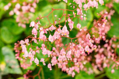Saint Gallen, İsviçre, 21 Mart 2025 Botanik Bahçesindeki Begonia Manicata Fabrikası