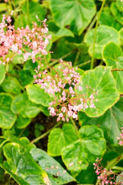 Saint Gallen, İsviçre, 21 Mart 2025 Botanik Bahçesindeki Begonia Manicata Fabrikası