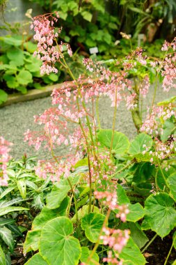 Saint Gallen, İsviçre, 21 Mart 2025 Botanik Bahçesindeki Begonia Manicata Fabrikası