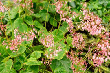 Saint Gallen, İsviçre, 21 Mart 2025 Botanik Bahçesindeki Begonia Manicata Fabrikası