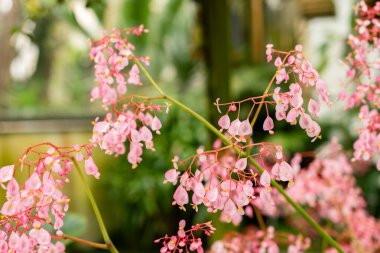Saint Gallen, İsviçre, 21 Mart 2025 Botanik Bahçesindeki Begonia Manicata Fabrikası