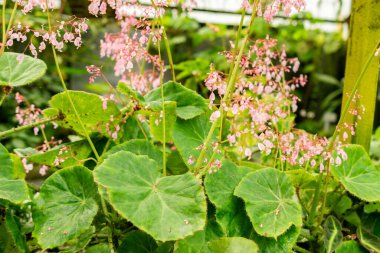 Saint Gallen, İsviçre, 21 Mart 2025 Botanik Bahçesindeki Begonia Manicata Fabrikası