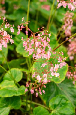 Saint Gallen, İsviçre, 21 Mart 2025 Botanik Bahçesindeki Begonia Manicata Fabrikası