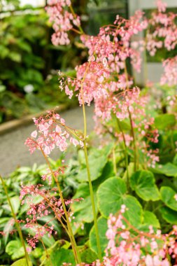 Saint Gallen, İsviçre, 21 Mart 2025 Botanik Bahçesindeki Begonia Manicata Fabrikası
