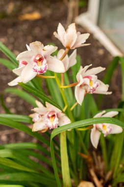 Saint Gallen, İsviçre, 21 Mart 2025 Cymbidium çiçekleri botanik bahçesinde