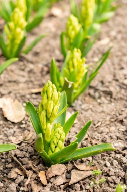 Saint Gallen, İsviçre, 21 Mart 2025 Hyacinthus Orientalis bitkisi botanik bahçesinde.