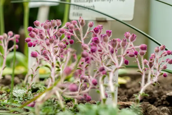 Saint Gallen, İsviçre, 21 Mart 2025 Saxifraga Srtibrnyi, Botanik Bahçesi