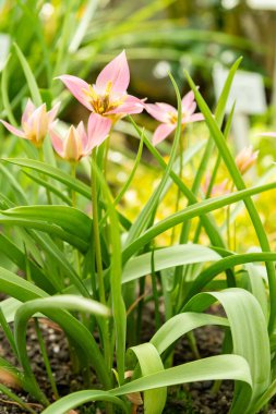 Saint Gallen, İsviçre, 4 Nisan 2025 Tulipa Humilis bitkisi botanik bahçesinde