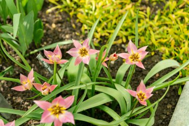 Saint Gallen, İsviçre, 4 Nisan 2025 Tulipa Humilis bitkisi botanik bahçesinde