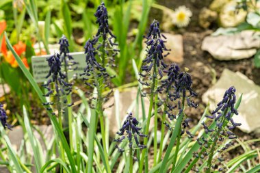 Saint Gallen, İsviçre, 4 Nisan 2025 Botanik Bahçesindeki Bellevalia Atroviolacea fabrikası