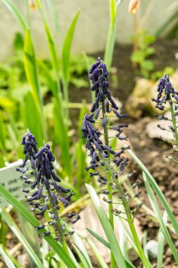 Saint Gallen, İsviçre, 4 Nisan 2025 Botanik Bahçesindeki Bellevalia Atroviolacea fabrikası