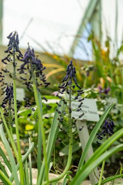 Saint Gallen, İsviçre, 4 Nisan 2025 Botanik Bahçesindeki Bellevalia Atroviolacea fabrikası