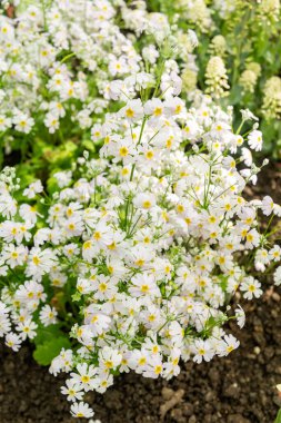 Saint Gallen, İsviçre, 4 Nisan 2025 Botanik Bahçesindeki Primula Nutaniflora fabrikası