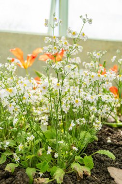 Saint Gallen, İsviçre, 4 Nisan 2025 Botanik Bahçesindeki Primula Nutaniflora fabrikası