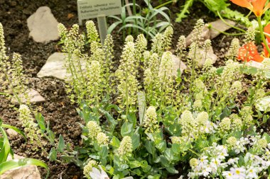 Saint Gallen, İsviçre, 4 Nisan 2025 Thlaspi Macranthum bitkisi botanik bahçesinde