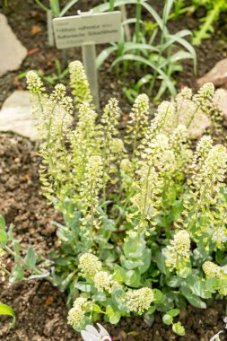 Saint Gallen, İsviçre, 4 Nisan 2025 Thlaspi Macranthum bitkisi botanik bahçesinde
