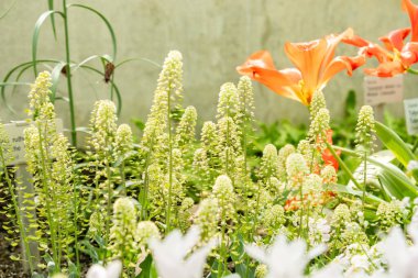 Saint Gallen, İsviçre, 4 Nisan 2025 Thlaspi Macranthum bitkisi botanik bahçesinde