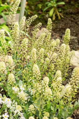 Saint Gallen, İsviçre, 4 Nisan 2025 Thlaspi Macranthum bitkisi botanik bahçesinde