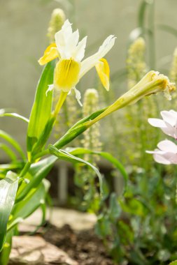 Saint Gallen, İsviçre, 4 Nisan 2025 Iris Bucharica veya botanik bahçesindeki mısır yaprağı süsen bitkisi