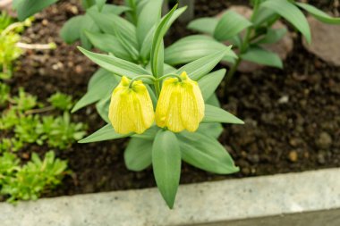 Saint Gallen, İsviçre, 4 Nisan 2025 Fritillaria Pallidiflora veya botanik bahçesindeki Sibirya Fritillaria fabrikası