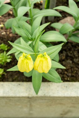 Saint Gallen, İsviçre, 4 Nisan 2025 Fritillaria Pallidiflora veya botanik bahçesindeki Sibirya Fritillaria fabrikası