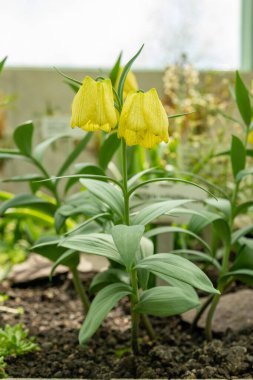 Saint Gallen, İsviçre, 4 Nisan 2025 Fritillaria Pallidiflora veya botanik bahçesindeki Sibirya Fritillaria fabrikası