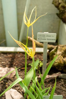 Saint Gallen, İsviçre, 4 Nisan 2025 Tulipa Acuminata bitkisi botanik bahçesinde.