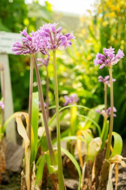 Saint Gallen, İsviçre, 4 Nisan 2025 Tulbaghia Simmleri veya botanik bahçesindeki pembe agapanthus bitkisi
